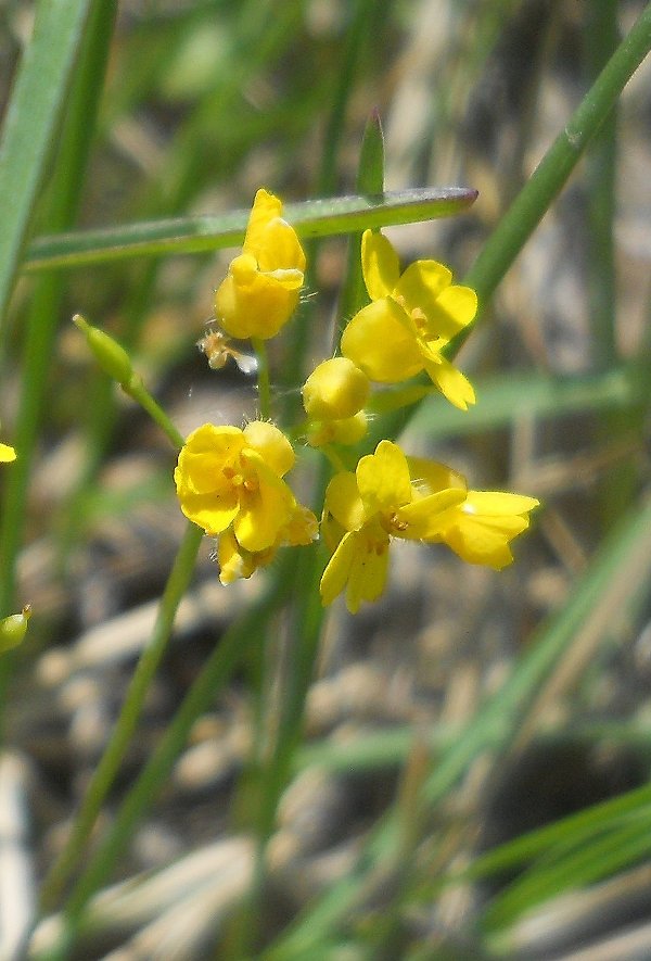 Image of Draba sibirica specimen.