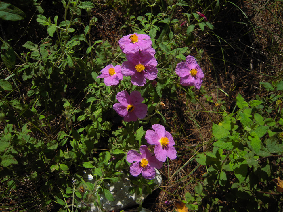 Image of Cistus tauricus specimen.