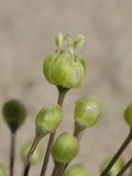 Allium sabulosum