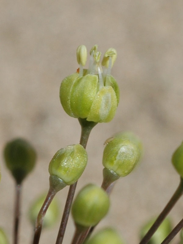 Изображение особи Allium sabulosum.
