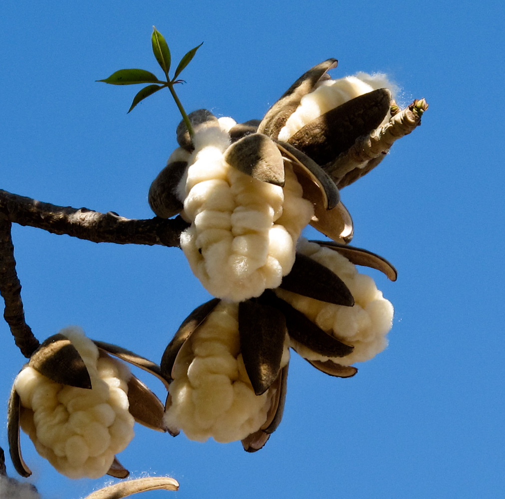 Изображение особи Bombax ceiba.