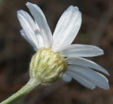 Pyrethrum poteriifolium. Соцветие. Черноморское побережье Кавказа, щель Прасковеевская, сосновый бор на гребне приморского склона. 09.06.2012.