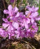 Rhododendron dauricum. Цветки. Якутия (Саха), Алданский р-н, берег р. Тимптон, 203 км. 28.05.2012.