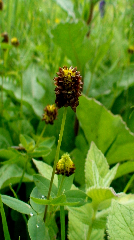 Image of Trifolium spadiceum specimen.