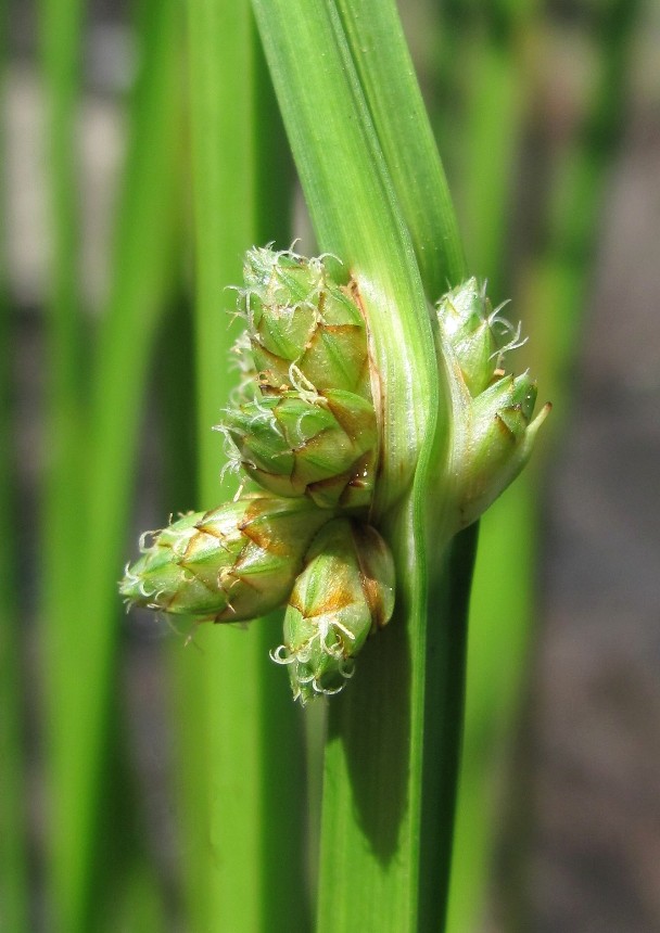 Изображение особи Schoenoplectiella mucronata.