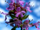 Thymus sibiricus. Цветки. Республика Саха (Якутия), Томпонский р-н, окрестности села Кескил. 17.06.2012.