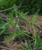 Vicia hirsuta