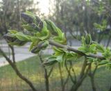 Syringa vulgaris