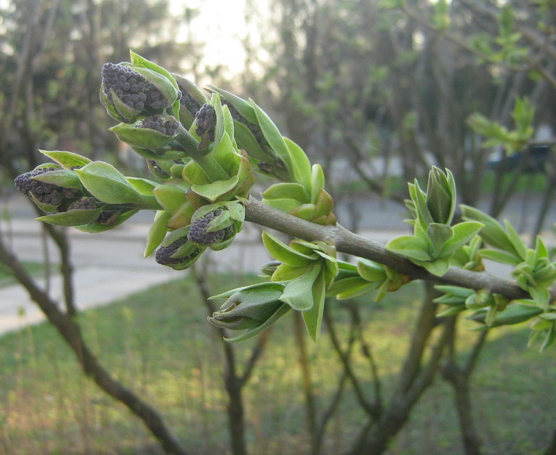 Image of Syringa vulgaris specimen.