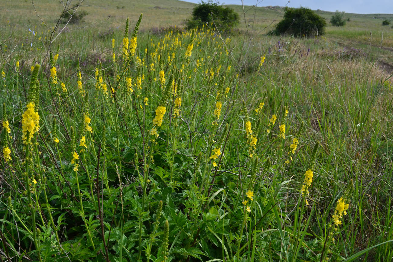 Изображение особи Agrimonia eupatoria.