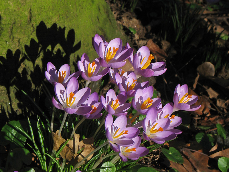 Image of Crocus tommasinianus specimen.