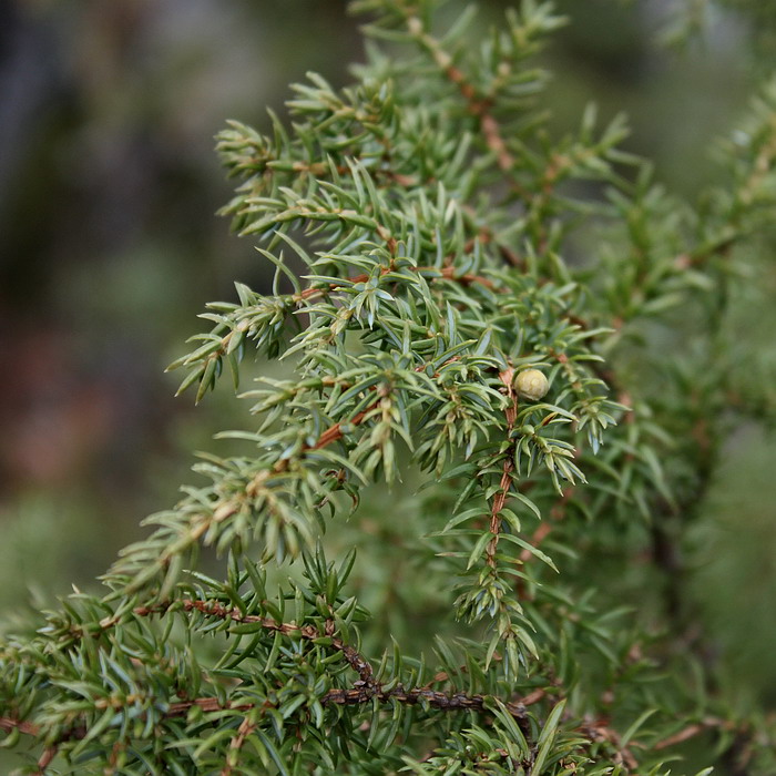 Image of Juniperus niemannii specimen.