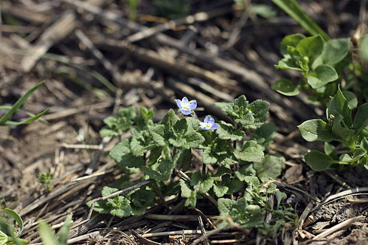 Image of Veronica persica specimen.