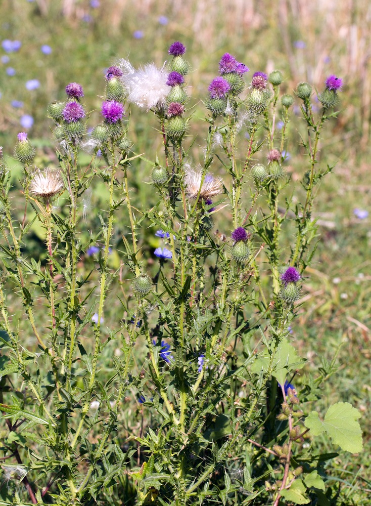 Изображение особи Cirsium vulgare.