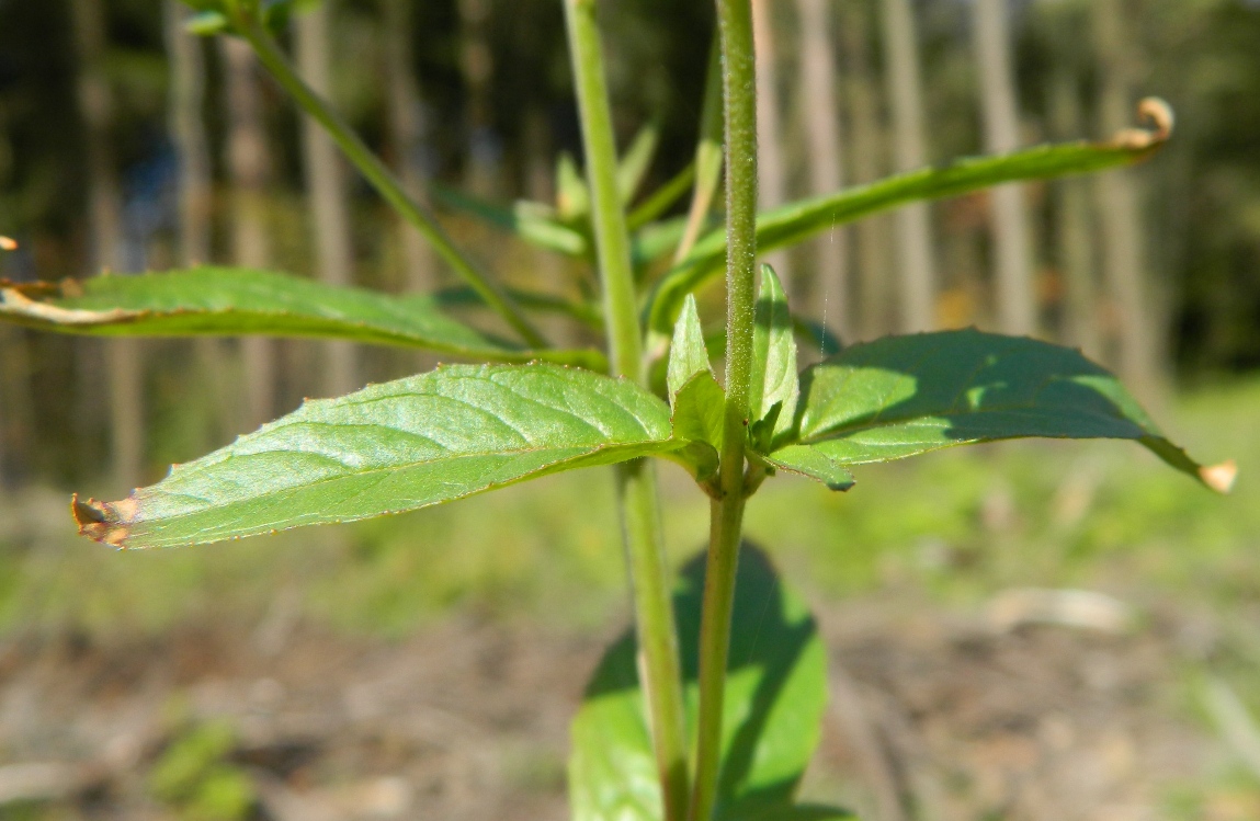 Image of Epilobium adenocaulon specimen.