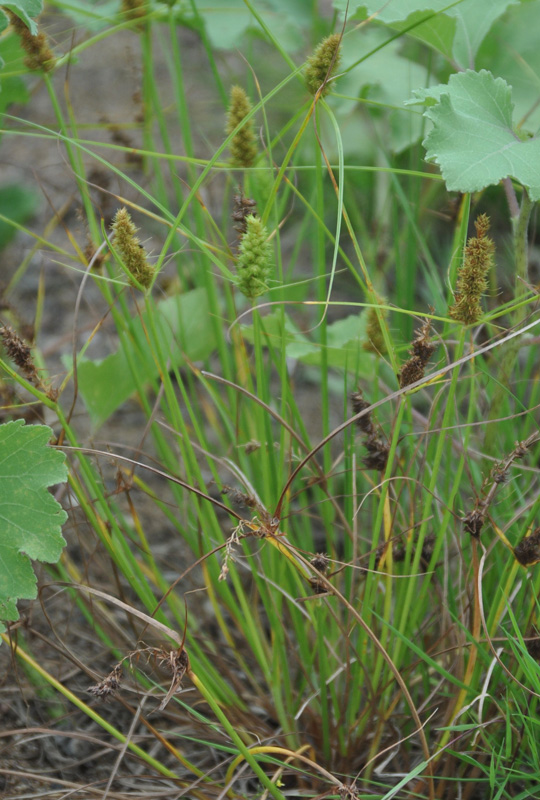 Изображение особи Carex neurocarpa.