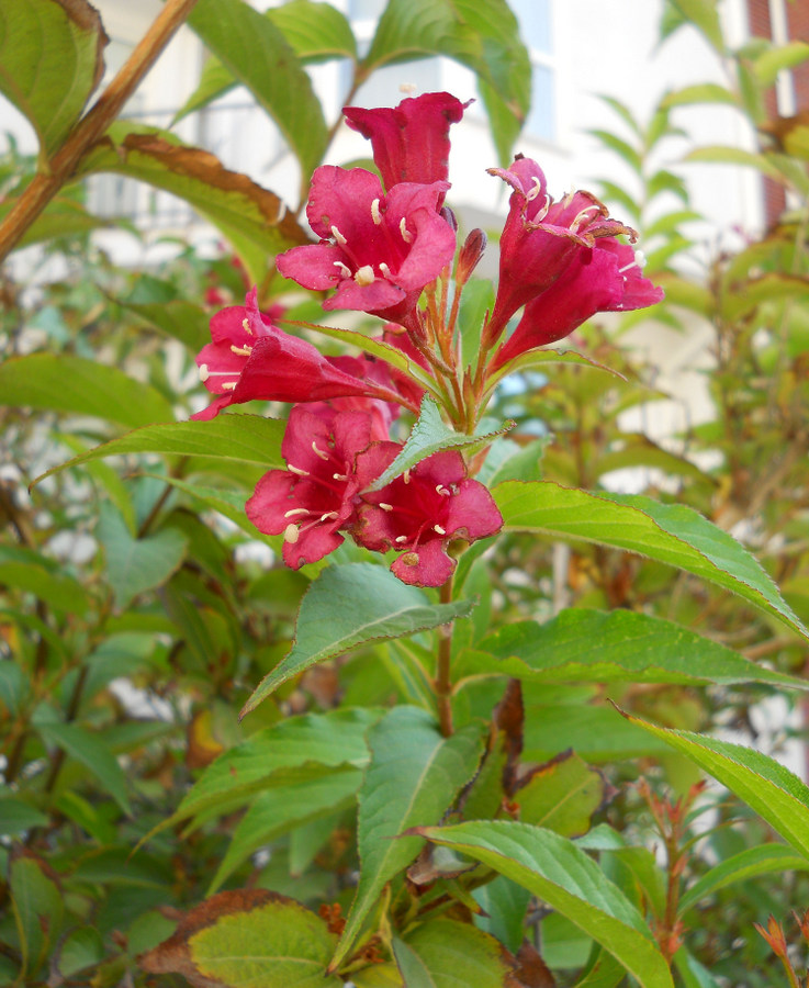 Изображение особи Weigela florida.