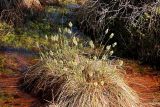 Eriophorum vaginatum. Цветущее растение. Коми, Корткеросский р-н, окр с. Маджа, лесное болото. 05.05.2012.