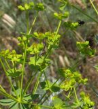 Euphorbia seguieriana