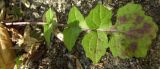 Sisymbrium officinale