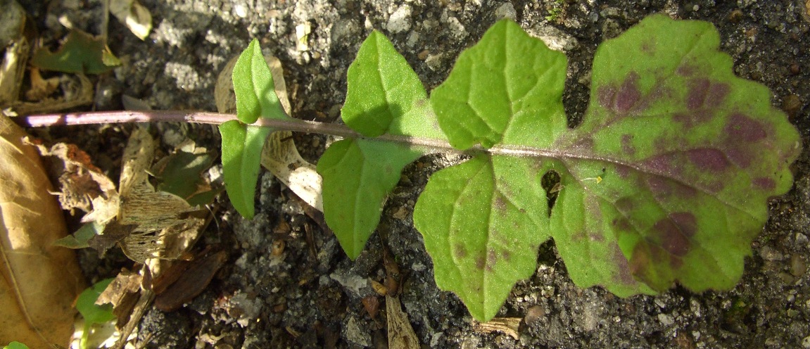 Изображение особи Sisymbrium officinale.