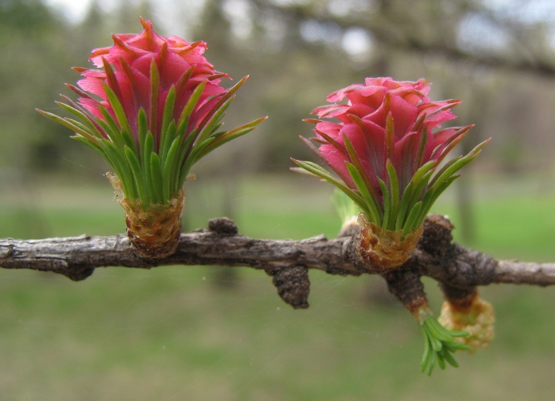 Изображение особи Larix sibirica.