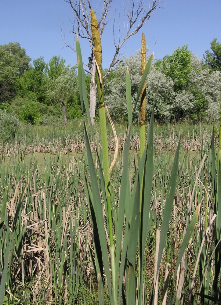 Изображение особи Typha latifolia.