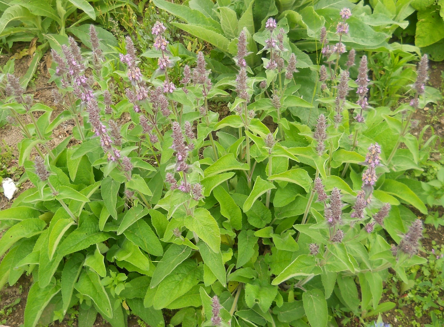 Image of Stachys germanica specimen.
