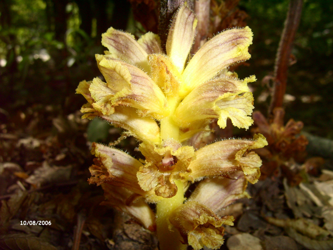 Изображение особи Orobanche laxissima.