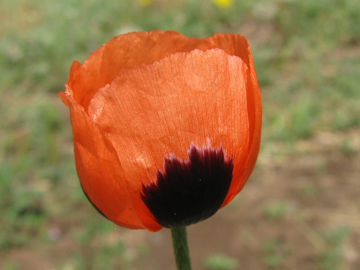 Изображение особи Papaver stevenianum.