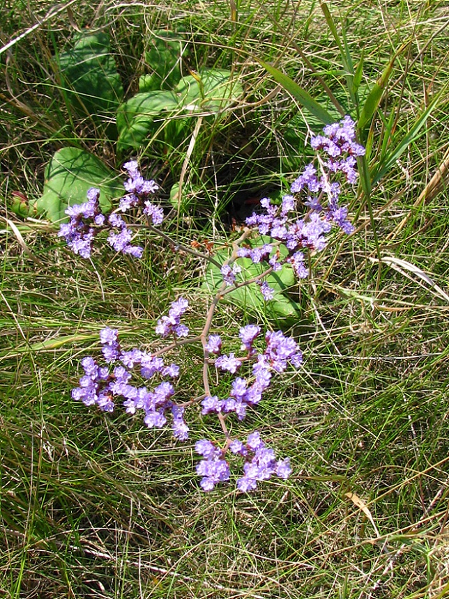 Image of Limonium donetzicum specimen.