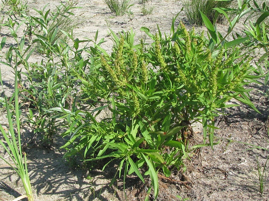 Image of Rumex maritimus specimen.