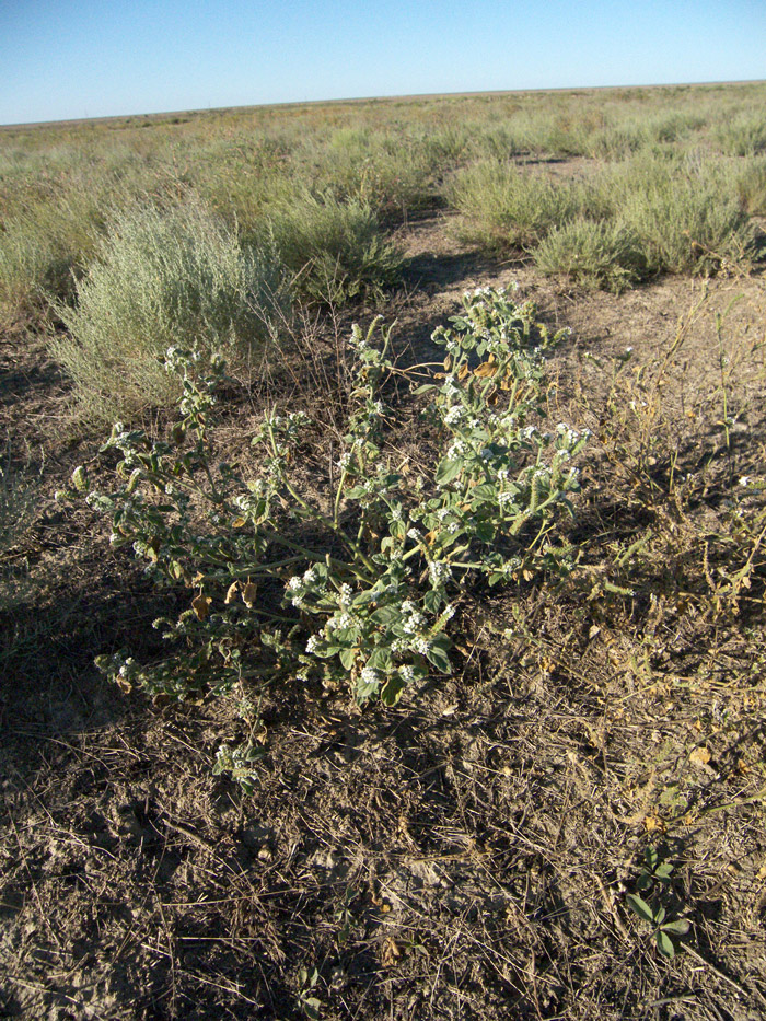 Image of Heliotropium ellipticum specimen.