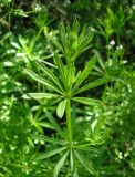 Galium aparine