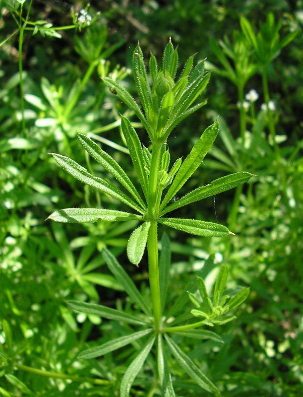 Изображение особи Galium aparine.