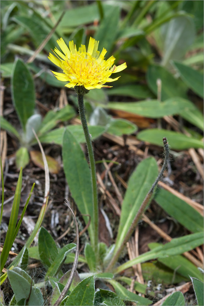 Изображение особи Pilosella officinarum.