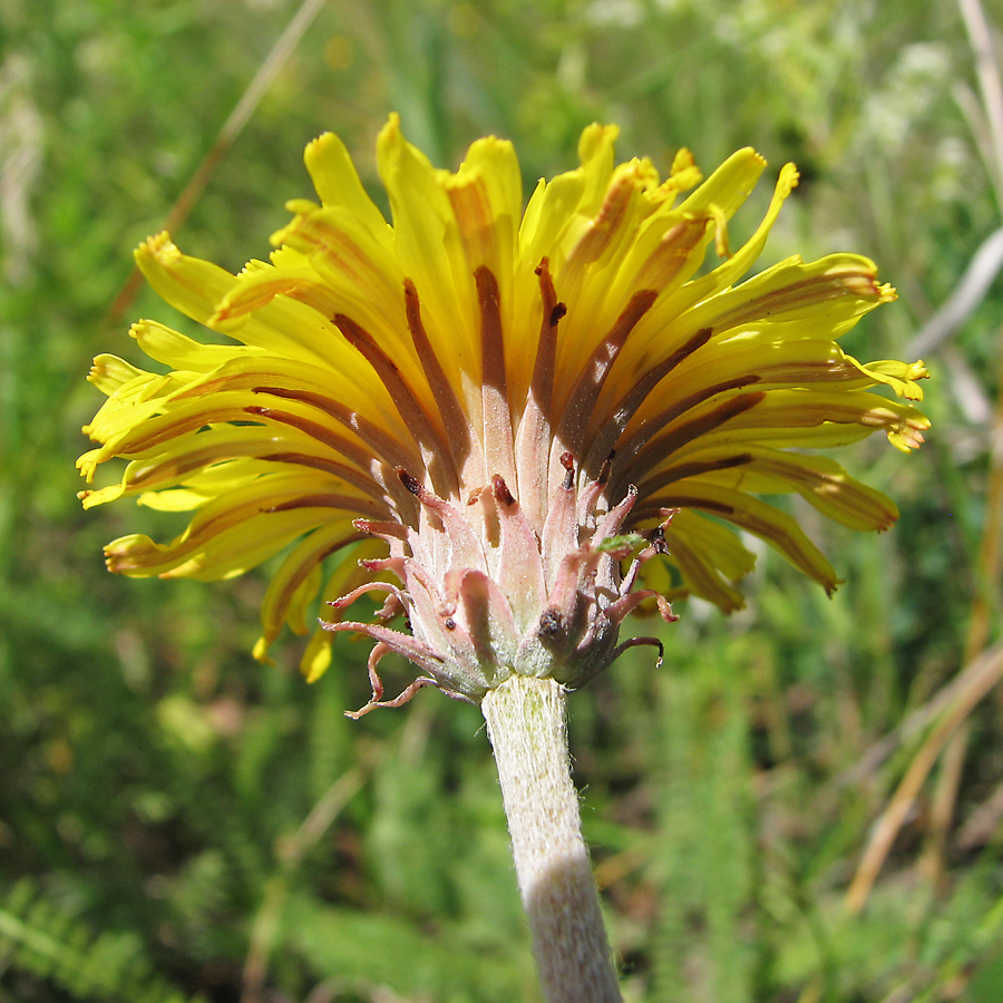 Изображение особи Taraxacum serotinum.