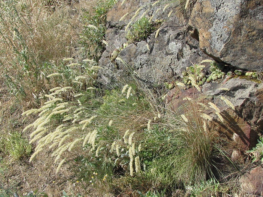 Image of Melica transsilvanica specimen.