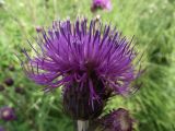 Cirsium heterophyllum