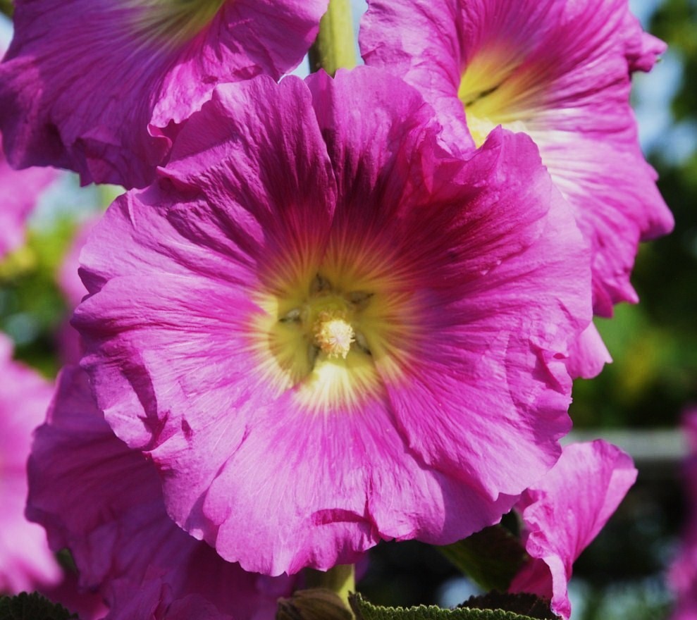 Изображение особи Alcea rosea.