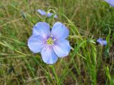 Linum amurense