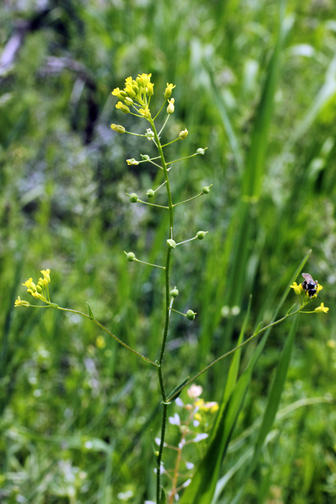 Image of Neslia apiculata specimen.