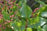 Pistacia terebinthus