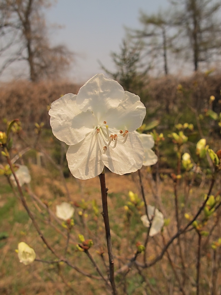 Изображение особи Rhododendron mucronulatum.