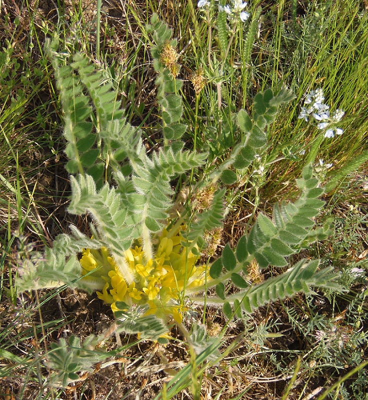 Image of Astragalus pubiflorus specimen.