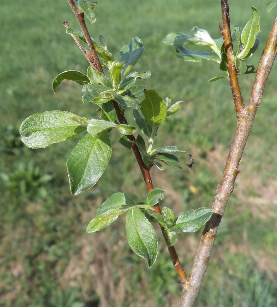 Image of Salix × puberula specimen.