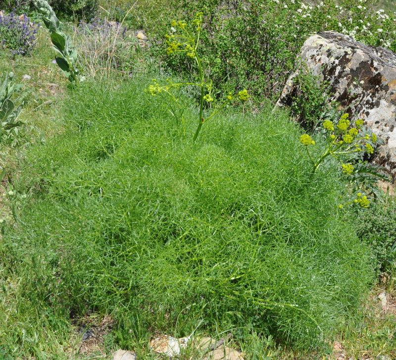 Image of Prangos ferulacea specimen.