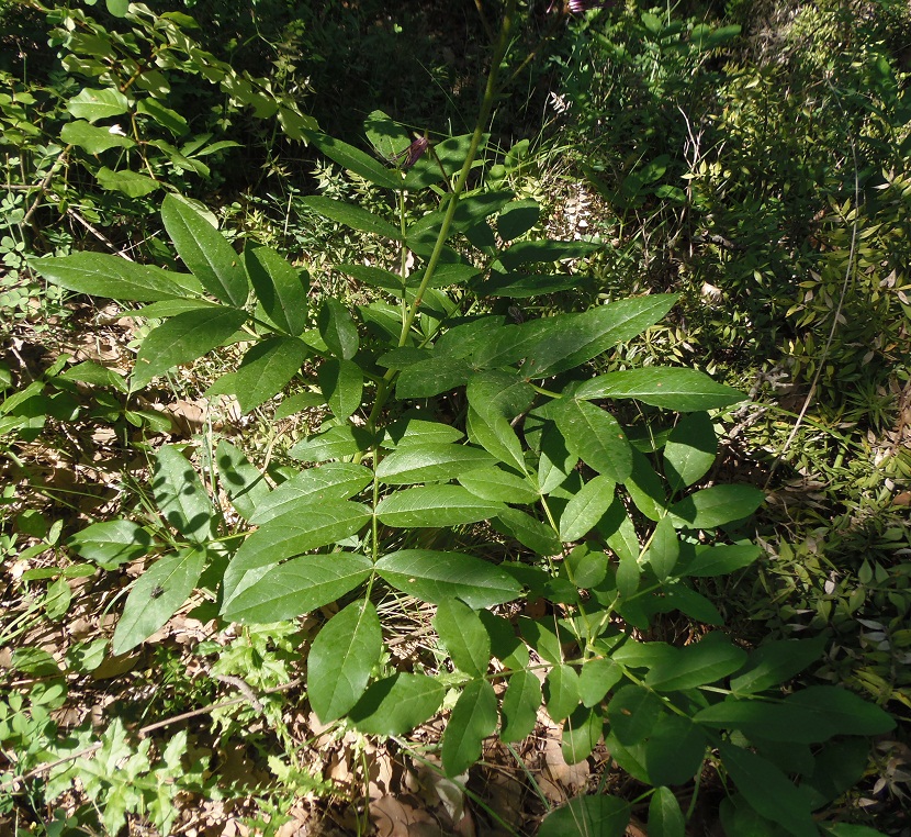 Image of Dictamnus gymnostylis specimen.