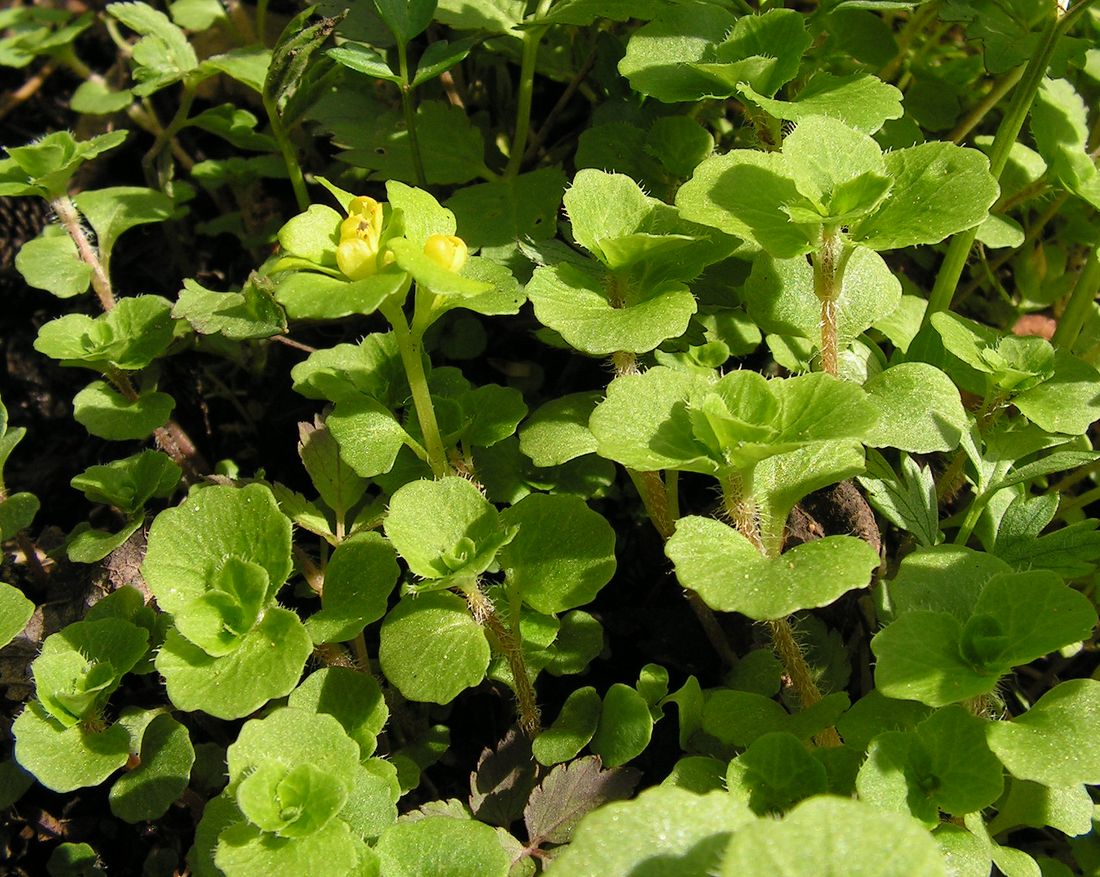 Image of Chrysosplenium sinicum specimen.