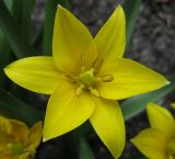 Tulipa urumiensis